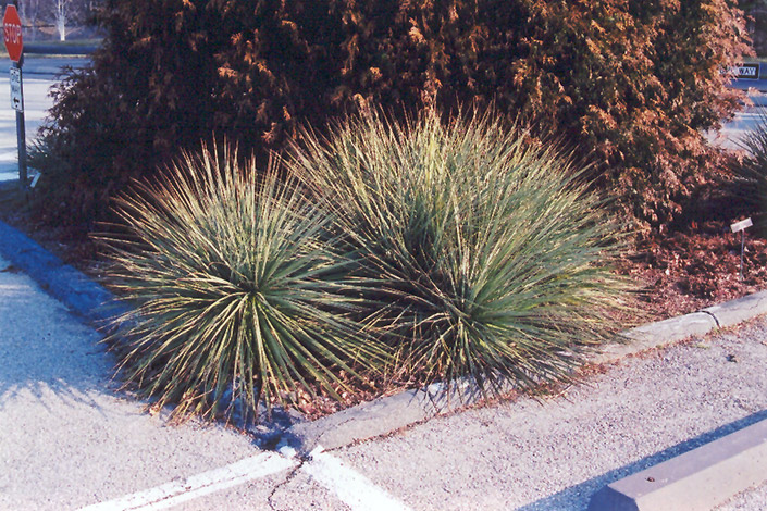 Small Soapweed (Yucca glauca) at Art Knapp Plantland