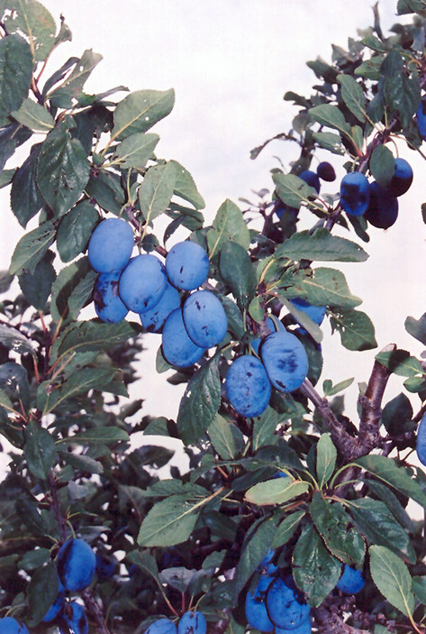 Damson Plum (Prunus 'Damson') at Art Knapp Plantland
