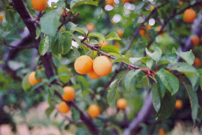 Goldcot Apricot (Prunus armeniaca 'Goldcot') at Art Knapp Plantland