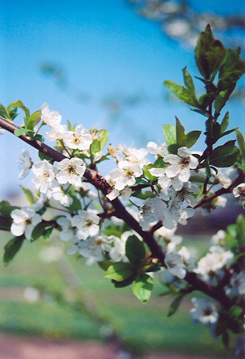 Shiro Plum (Prunus 'Shiro') at Art Knapp Plantland