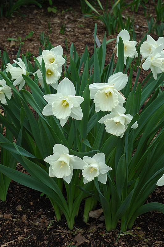 Mount Hood Daffodil (Narcissus 'Mount Hood') at Art Knapp Plantland