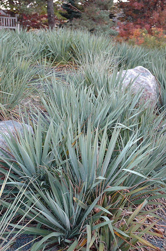 Adam's Needle (Yucca filamentosa) at Art Knapp Plantland