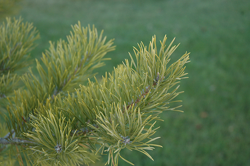 Scotch Pine (Pinus sylvestris) at Art Knapp Plantland