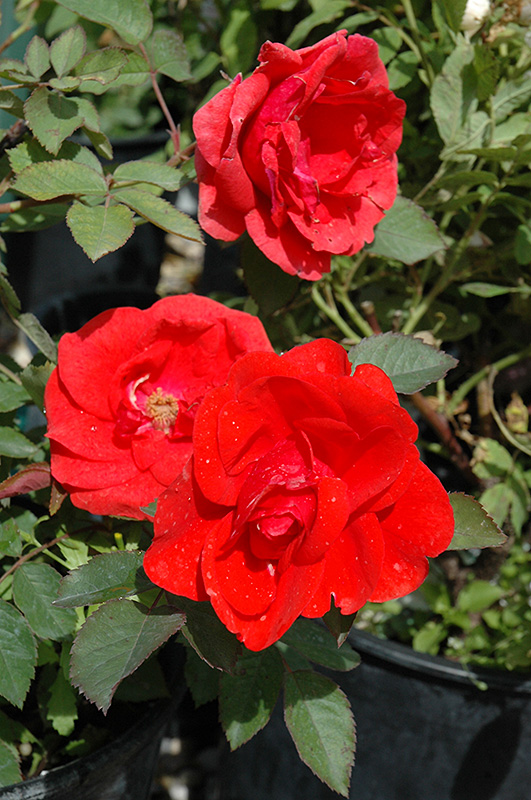 Morden Fireglow Rose (Rosa 'Morden Fireglow') at Art Knapp Plantland