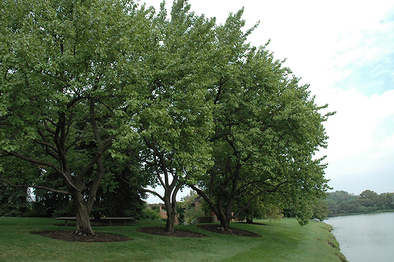 Goldcot Apricot (Prunus armeniaca 'Goldcot') at Art Knapp Plantland