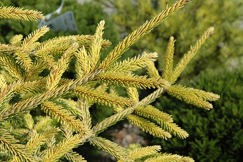 Skylands Golden Spruce (Picea orientalis 'Skylands') at Art Knapp Plantland