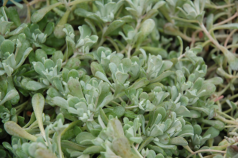 Cape Blanco Stonecrop (Sedum spathulifolium 'Cape Blanco') at Art Knapp Plantland