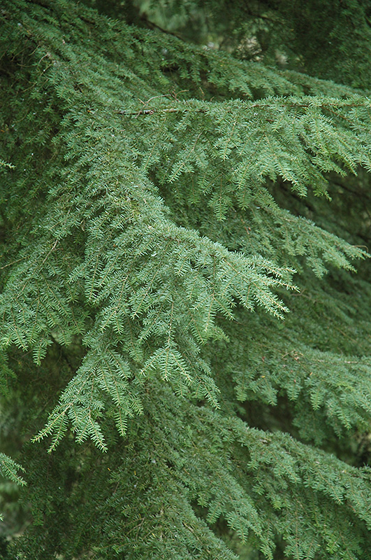 Western Hemlock (Tsuga heterophylla) at Art Knapp Plantland