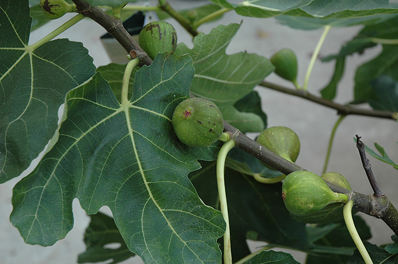 Mission Fig (Ficus carica 'Mission') at Art Knapp Plantland
