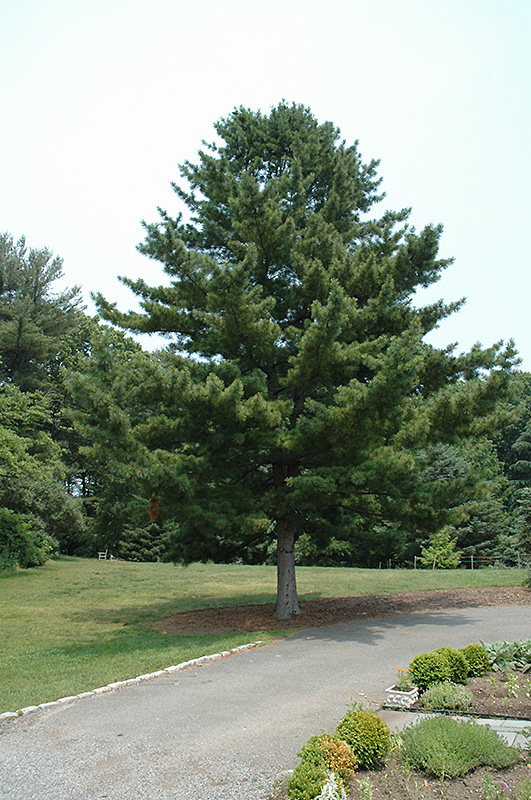 Korean Pine (Pinus koraiensis) at Art Knapp Plantland