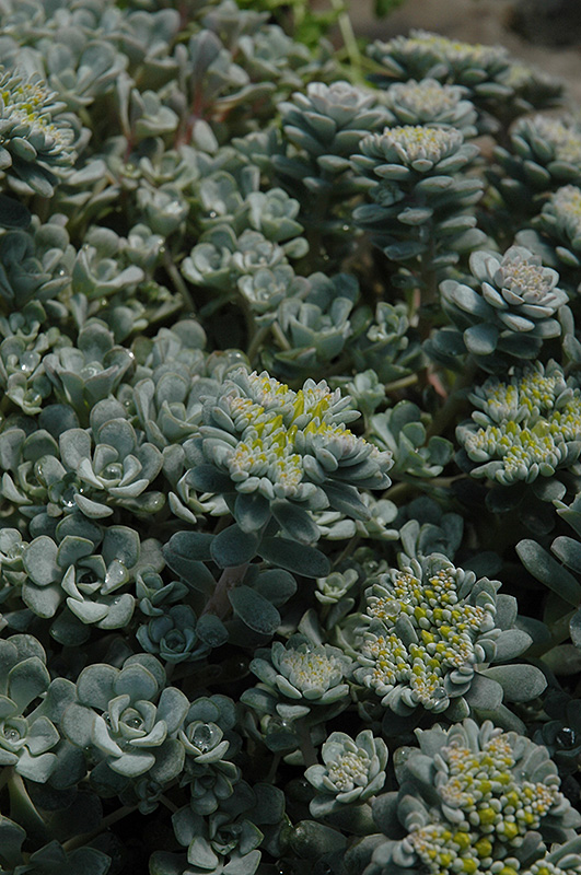 Broadleaf Stonecrop (Sedum spathulifolium) at Art Knapp Plantland