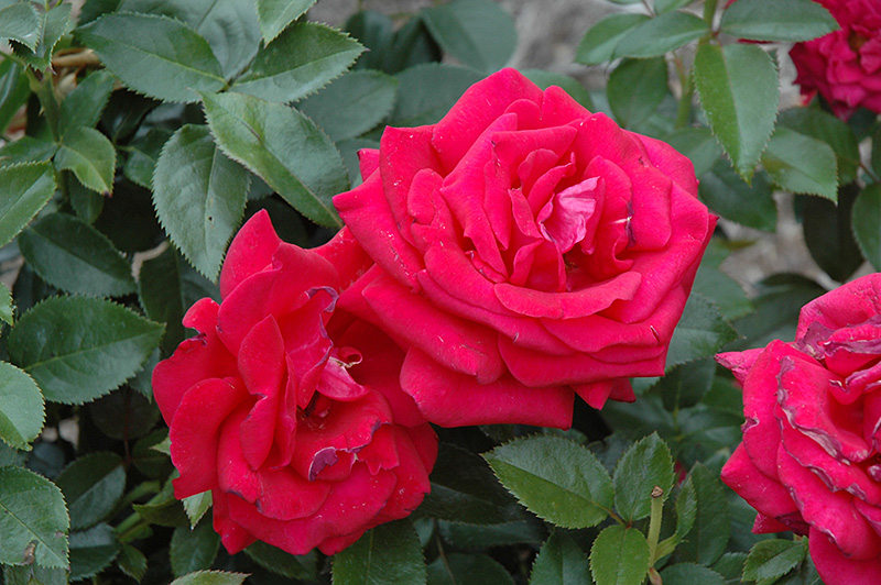 Lasting Love Rose (Rosa 'Lasting Love') at Art Knapp Plantland