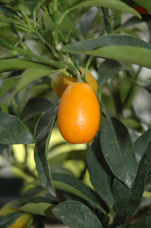 Nagami Kumquat (Citrus japonica 'Nagami') at Art Knapp Plantland