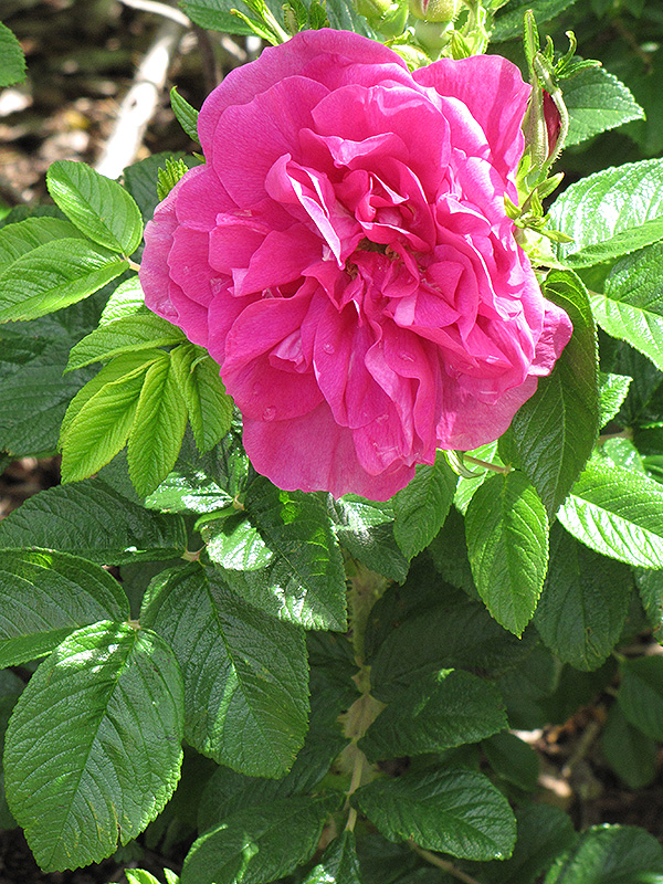 Hansa Rose (Rosa 'Hansa') at Art Knapp Plantland