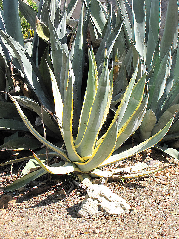 Variegated Century Plant (Agave americana 'Marginata') at Art Knapp Plantland