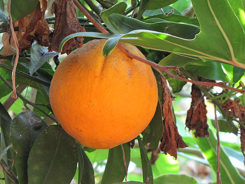 Cara Cara Navel Orange (Citrus sinensis 'Cara Cara') at Art Knapp Plantland