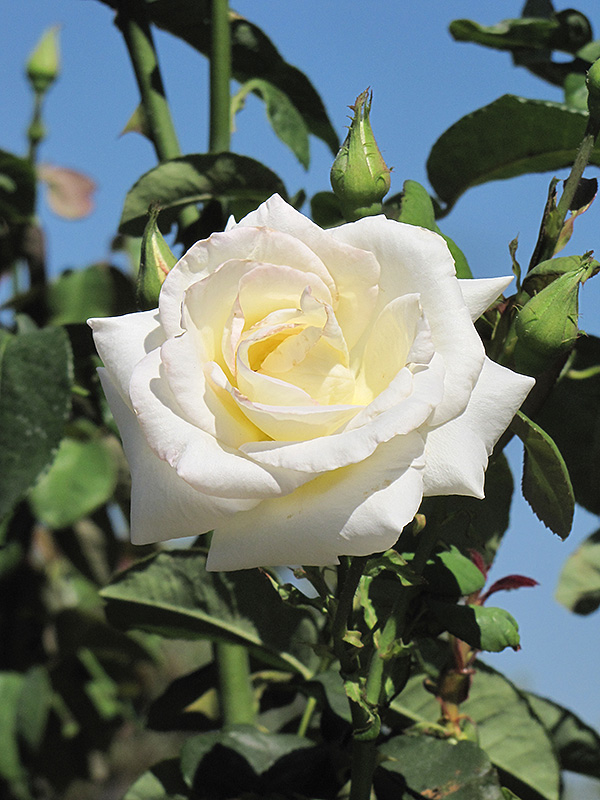 Honor Rose (Rosa 'Honor') at Art Knapp Plantland