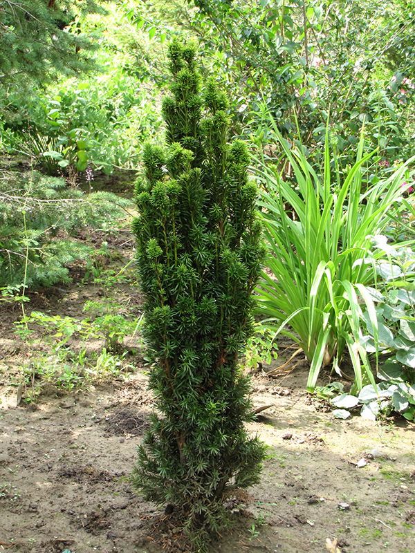 Golden Irish Yew (Taxus baccata 'Fastigiata Aurea') at Art Knapp Plantland