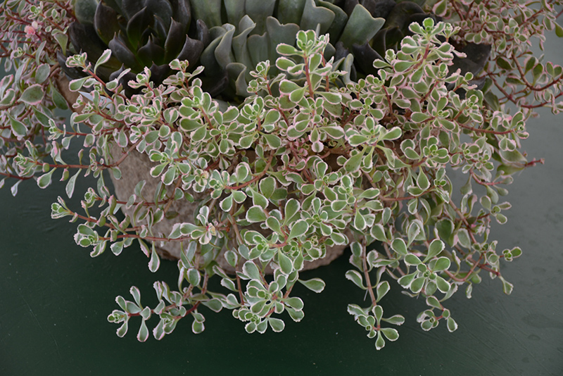 Tricolor Stonecrop (Sedum spurium 'Tricolor') at Art Knapp Plantland