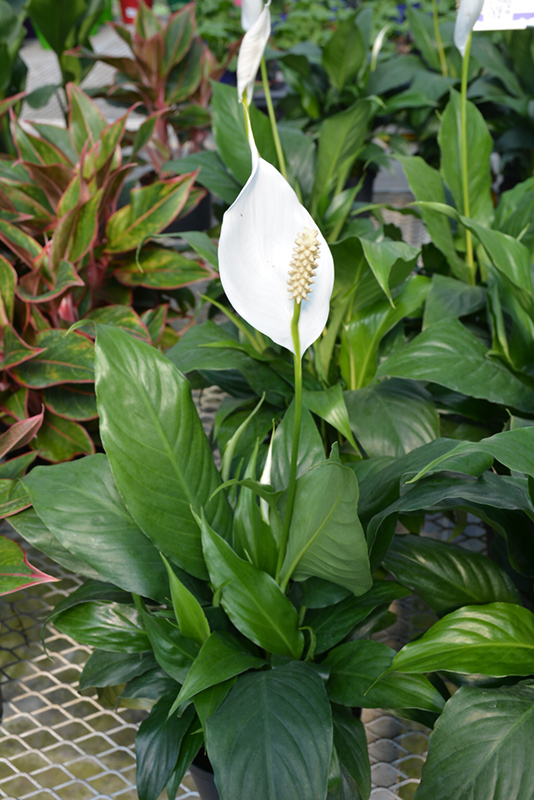 Sensation Peace Lily (Spathiphyllum 'Sensation') at Art Knapp Plantland