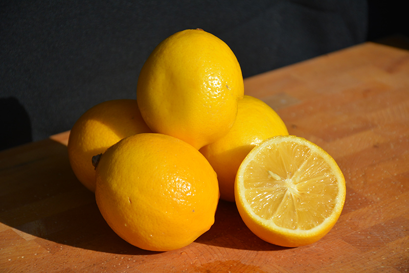 Meyer Lemon (Citrus x meyeri) at Art Knapp Plantland