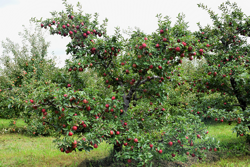 Red Delicious Apple (Malus 'Red Delicious') at Art Knapp Plantland