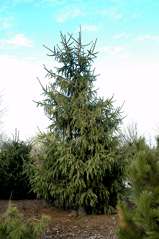 Elegantissima Norway Spruce (Picea abies 'Elegantissima') at Art Knapp Plantland