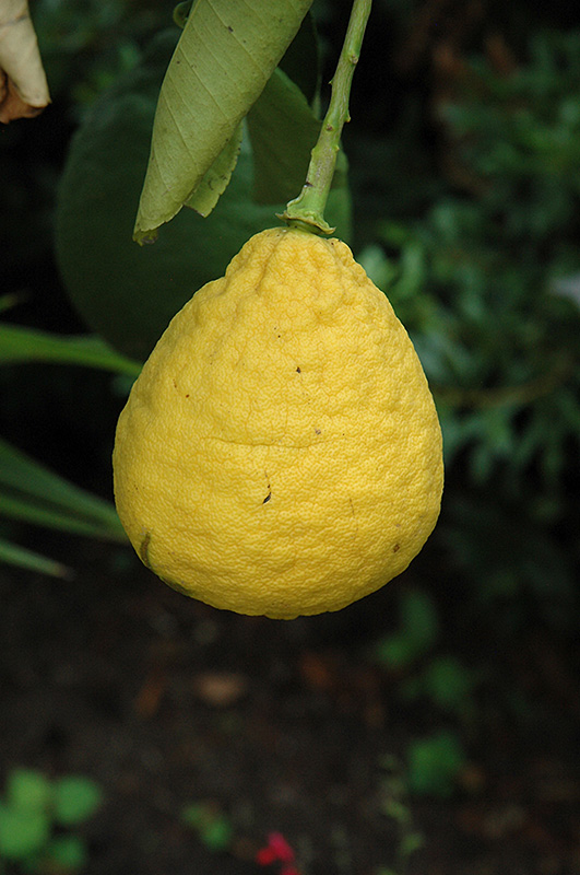 Ponderosa Lemon (Citrus 'Ponderosa') at Art Knapp Plantland