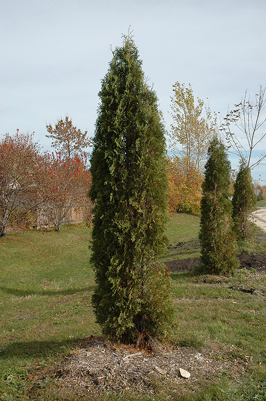 Skybound Arborvitae (Thuja occidentalis 'Skybound') at Art Knapp Plantland