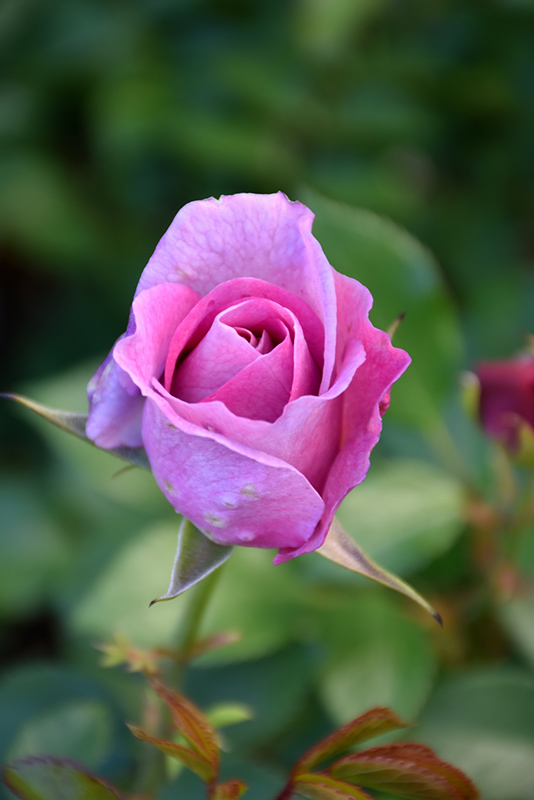 Violet's Pride Rose (Rosa 'WEKwibysicpep') at Art Knapp Plantland