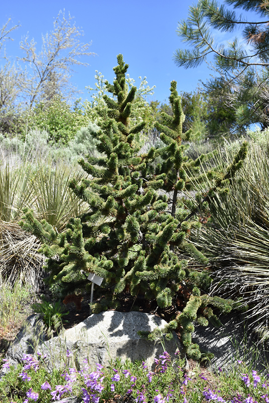 Bristlecone Pine (Pinus aristata) at Art Knapp Plantland