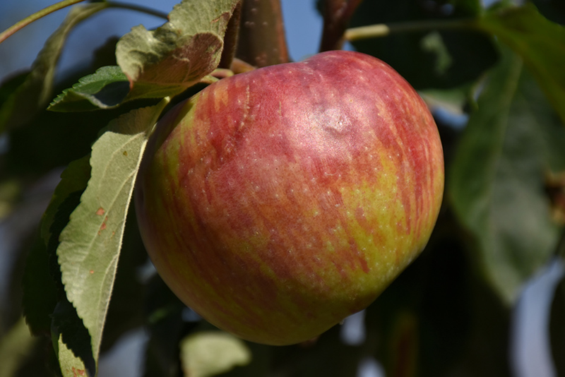Hardi-Mac Apple (Malus 'Hardi-Mac') at Art Knapp Plantland