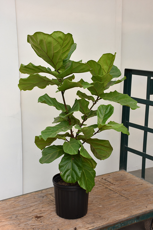 Fiddle Leaf Fig (Ficus lyrata) at Art Knapp Plantland