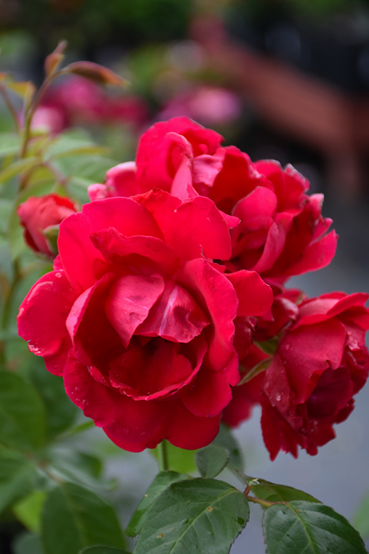 Blaze Rose (Rosa 'Blaze') at Art Knapp Plantland