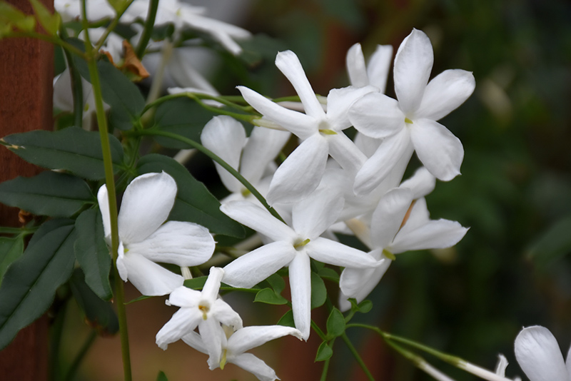 Climbing Jasmine (Jasminum polyanthum) at Art Knapp Plantland