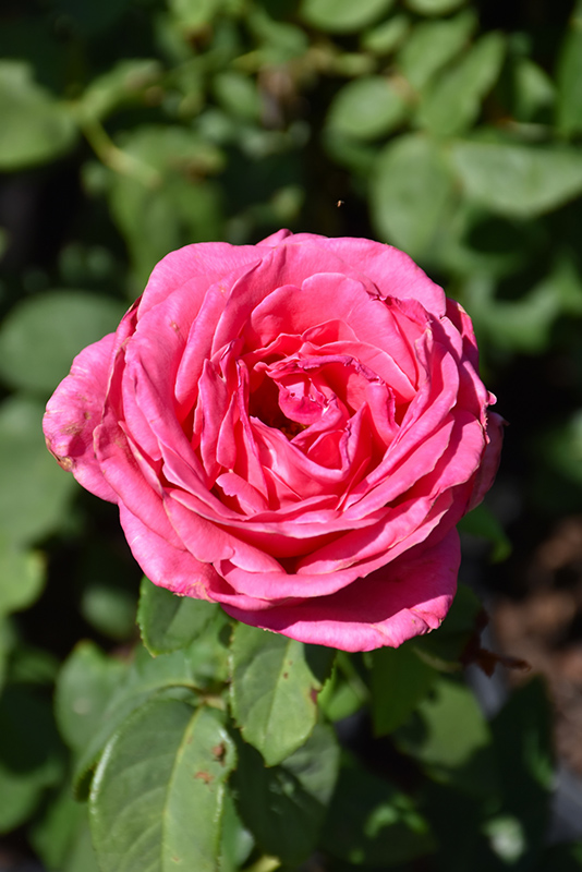 Perfume Delight Rose (Rosa 'Perfume Delight') at Art Knapp Plantland