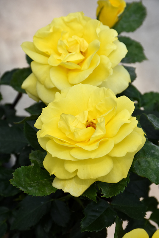 Sunsprite Rose (Rosa 'Sunsprite') at Art Knapp Plantland