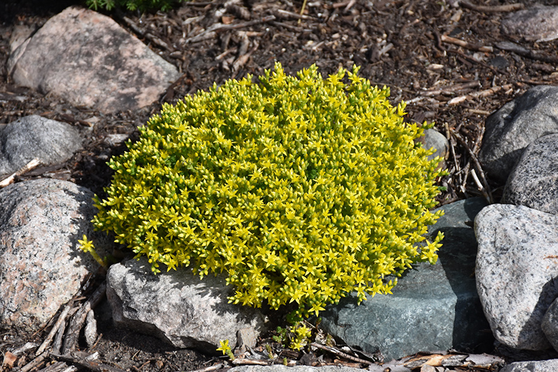 Golden Moss Stonecrop (Sedum acre 'Aureum') at Art Knapp Plantland