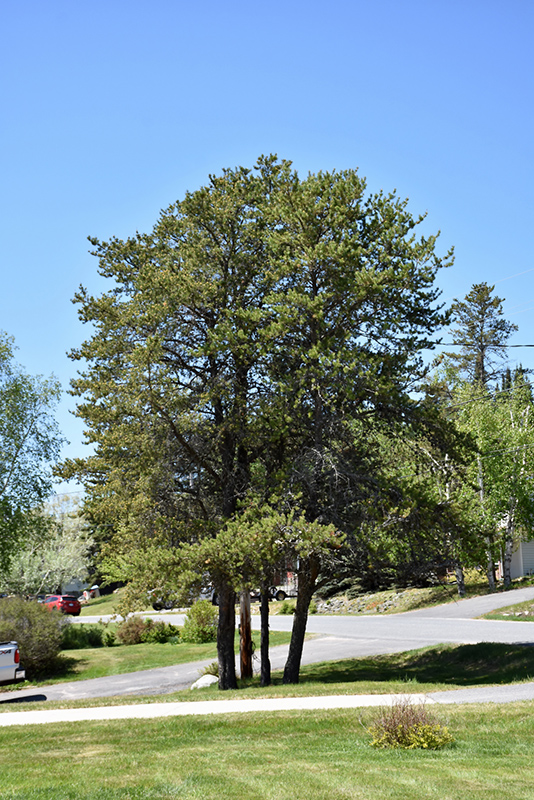 Jack Pine (Pinus banksiana) at Art Knapp Plantland