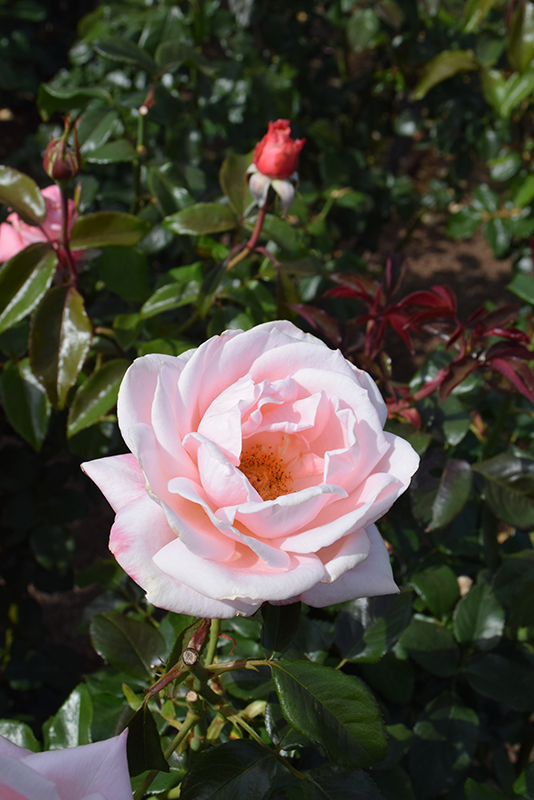 New Zealand Rose (Rosa 'MACgenev') at Art Knapp Plantland