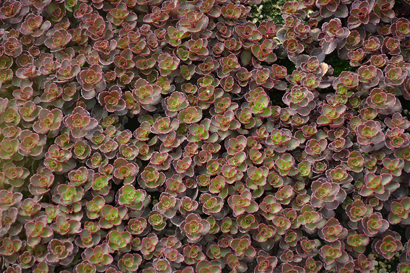 Bronze Carpet Stonecrop (Sedum spurium 'Bronze Carpet') at Art Knapp Plantland