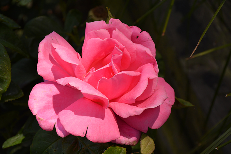 Perfume Delight Rose (Rosa 'Perfume Delight') at Art Knapp Plantland