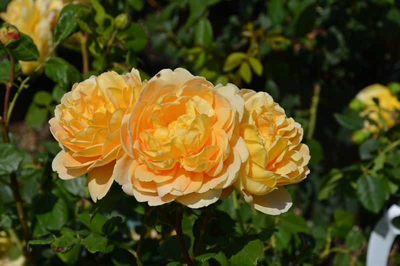 Golden Celebration Rose (Rosa 'Golden Celebration') at Art Knapp Plantland
