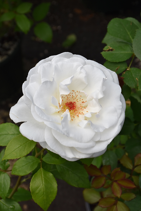 Sugar Moon Rose (Rosa 'WEKmemolo') at Art Knapp Plantland