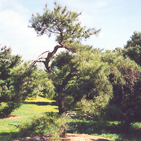 Plant Photo 9