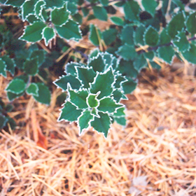 Plant Photo 8