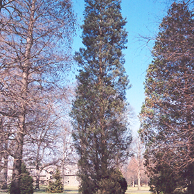 Plant Photo 10