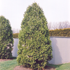 Plant Photo 8