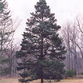 Plant Photo 8