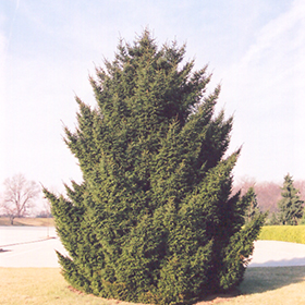 Plant Photo 5